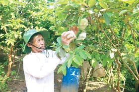 Bí thư chi bộ người Dao gương mẫu, làm kinh tế giỏi