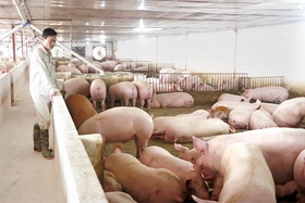 Phát triển chăn nuôi hiện đại, bền vững