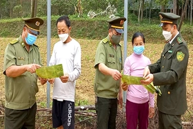 Khai thác tiềm năng, lợi thế phát triển lâm sản ngoài gỗ