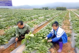 Khai thác tiềm năng, lợi thế phát triển lâm sản ngoài gỗ