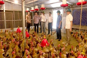 Phù Ninh đổi mới tổ chức sản xuất