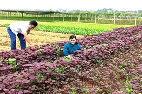 Vì sản phẩm nông nghiệp an toàn