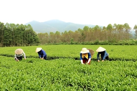 Xây dựng thương hiệu nông sản để phát triển nông nghiệp bền vững