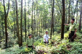 Nghị quyết quyết định chủ trương chuyển mục đích sử dụng rừng sang mục đích khác trên địa bàn tỉnh Phú Thọ