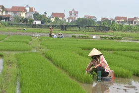 Nghị quyết thông qua Danh mục các dự án phát triển KT-XH vì lợi ích Quốc gia công cộng phải thu hồi đất; danh mục các dự án có sử dụng đất trồng lúa phải chuyển mục đích thuộc thẩm quyền của HĐND tỉnh chấp thuận; danh mục các dự án chuyển tiếp tại NQ số 09/2019/NQ-HĐND ngày 16/7/2019 của HĐND tỉnh; danh mục các dự án điều chỉnh, bổ sung tại các NQ của HĐND tỉnh đang còn hiệu lực; danh mục các dự án chuyển mục đích đất trồng lúa thuộc thẩm quyền Thủ tướng Chính phủ chấp thuận