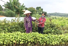 Nghị quyết Quy định nguyên tắc, tiêu chí, định mức phân bổ vốn ngân sách nhà nước và tỷ lệ vốn đối ứng của ngân sách địa phương 