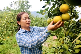 Đẩy mạnh phát triển cây ăn quả ở Tân Sơn