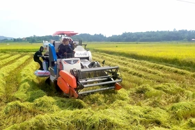 Sáng lúa vụ Mùa, chiều cây vụ Đông