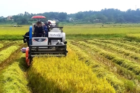 Diện tích lúa mùa thu hoạch đạt trên 80%