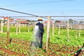 Phát huy vai trò nông dân trong phát triển kinh tế tập thể