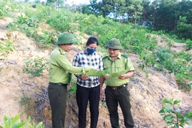 Nâng cao hiệu quả bảo vệ và phát triển rừng