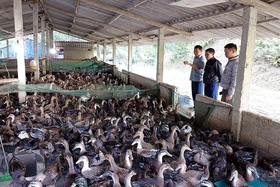 Vươn tới sản phẩm OCOP