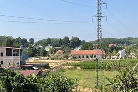 Ươm màu xanh trên đất sử đỏ