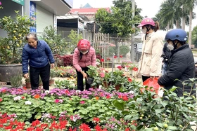 Chuẩn bị hoa, cây cảnh phục vụ Tết