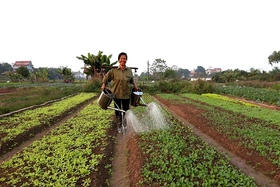 Đảm bảo lượng rau xanh cung cấp cho thị trường