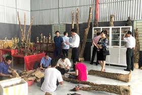 Độc đáo nghề trồng cây Dó bầu