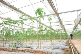 Làm nông thời công nghệ