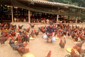 Đoàn kết giúp nhau làm giàu và giảm nghèo bền vững