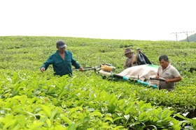 Phát triển bền vững thương hiệu chè Phú Thọ