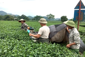 Chi bộ vững mạnh tiêu biểu