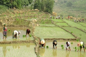 Sản xuất lương thực theo hướng tăng chất lượng và giá trị sản phẩm