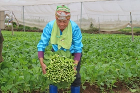 Lâm Thao “gỡ khó” cho các hợp tác xã nông nghiệp