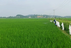 Cẩm Khê: Chủ động bảo vệ sản xuất vụ Mùa