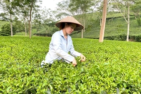 Phụ nữ Thanh Ba giúp nhau giảm nghèo