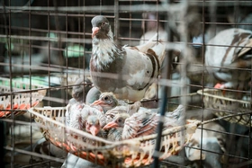 Bồ câu thảo dược - hướng phát triển kinh tế mới ở Cẩm Khê