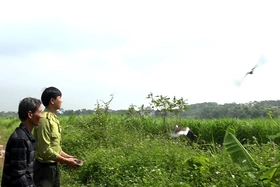 Hạt Kiểm lâm huyện Cẩm Khê thả động vật hoang dã về môi trường tự nhiên