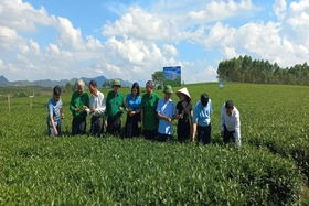 Đánh giá mô hình quản lý cây trồng tổng hợp (ICM) trên cây chè