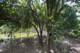 Hương vị trái bứa trong món ngon đầu mùa lũ