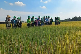 Mô hình giống lúa thuần chất lượng cao HANA số 7 đạt hiệu quả cao