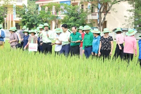 Mô hình ICM trên giống lúa TBR 225 đạt hiệu quả cao