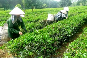 Ngành Nông nghiệp nửa nhiệm kỳ vượt khó