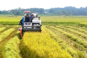 Năng suất vụ Mùa ước đạt 55,2 tạ/ha