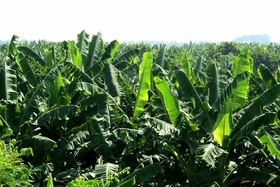 Chuối tiêu đất bãi