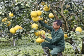 Tổ chức Ngày hội phụ nữ khởi nghiệp gắn với quảng bá, giới thiệu thương hiệu Bưởi Đoan Hùng năm 2023