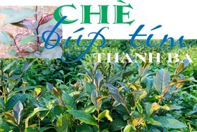 Chè búp tím Thanh Ba