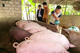 Gần 55 nghìn món vay được hỗ trợ lãi suất theo Nghị định 36 của Chính phủ