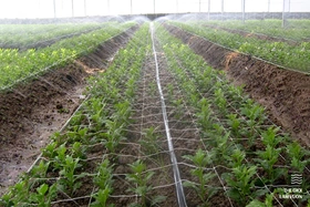 Hệ thống tưới phun mưa hiện đại, thông minh tại Thế Giới Làm Vườn