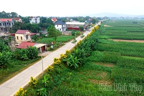 Rực rỡ sắc hoa chuông vàng