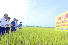 Triển vọng mới trên đồng đất cũ