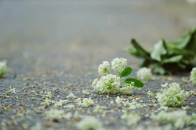 Ngày này tháng mười một năm xưa