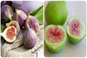 Loại quả mọc đầy bờ ao, người Việt thờ ơ, thế giới săn lùng vì ngăn ung thư