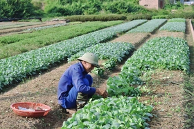 Rau vụ đông xanh mướt ruộng đồng