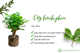 Chậu cây ý nghĩa tặng thầy cô nhân ngày nhà giáo Việt Nam 20/11