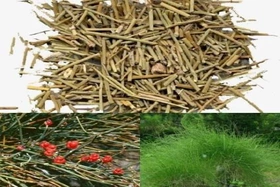 Bài thuốc trị các trường hợp hen suyễn khi trời lạnh