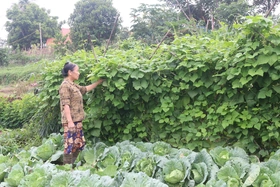 Đổi thay ở vùng đất ven sông