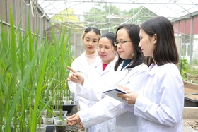 Sản phẩm nano bạc chitosan ức chế vi khuẩn gây bệnh bạc lá ở lúa